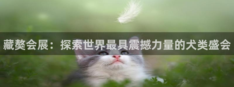 果博公司客服微信：藏獒会展：探索世界最具震撼力量的犬类盛会